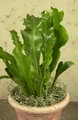 سرخس لانه پرنده